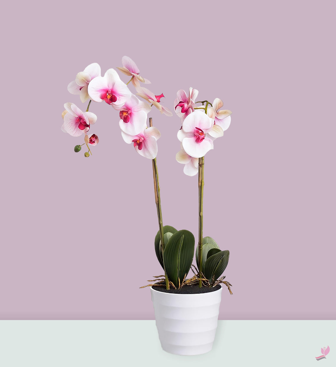pink and white indoor plant Potted Houseplants - Double Stem