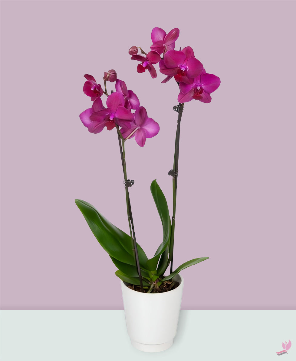 Potted Houseplants - Double Stem - Purple Orchid Plant - Arabianblossom