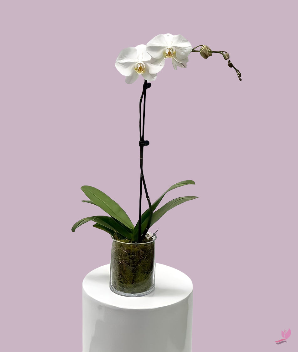 white orchid indoor plant Potted Houseplants - Single Stem - White Orchid Plant