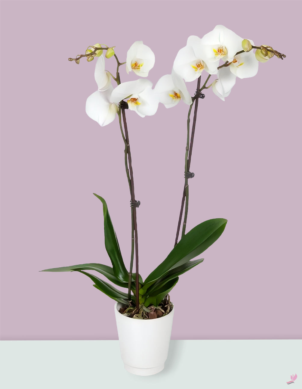 white orchid potted plant Potted Houseplants - Double Stem - White Orchid Plant